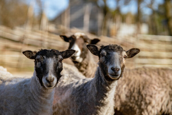 Åsenfår på Skansen Foto: Oskar Ljungqvist