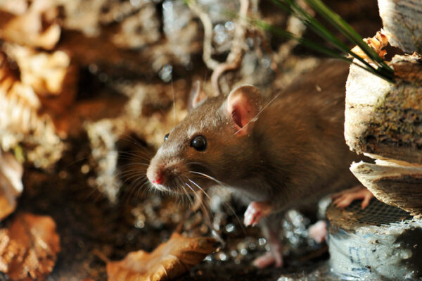Brunråtta på Skansen Foto: Anders Bouvin
