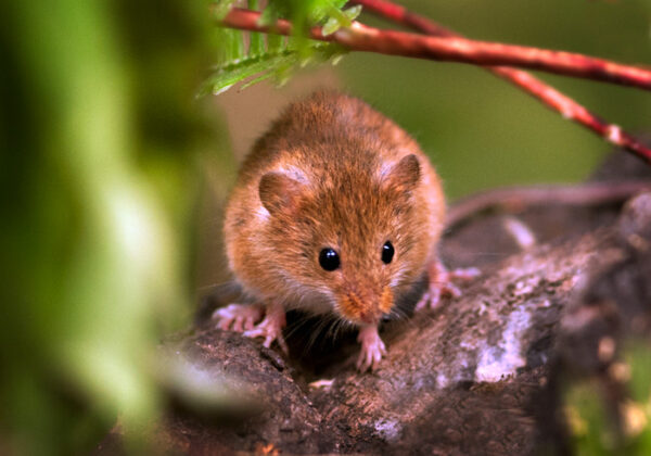 Dvärgmus på Skansen Foto: Marie Andersson