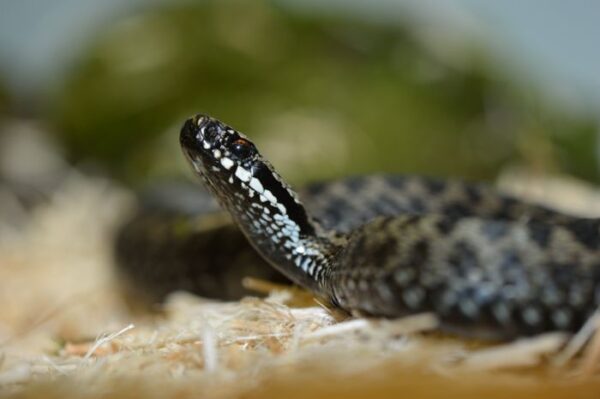 Huggorm på Skansen Foto: Anders Bouvin