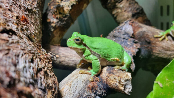 Lövgroda på Skansen Foto: Emelie Alamo
