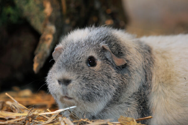 Marsvin på Skansen Foto: Anders Bouvin