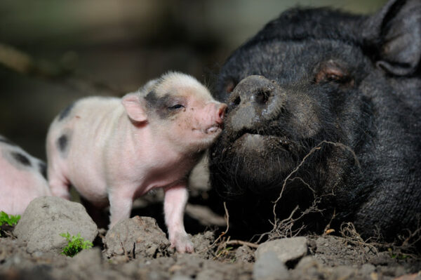 Minigris på Skansen Foto: Anders Bouvin