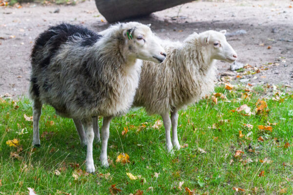Roslagsfår på Skansen Foto: Jonathan Lundkvist