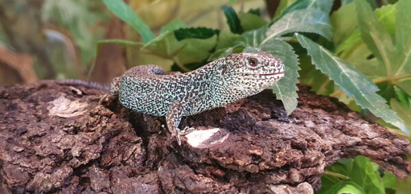 Sandödla på Skansen, Foto Emelie Alamo