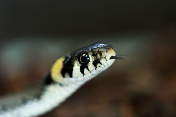 Snok på Skansen Foto: Anders Bouvin