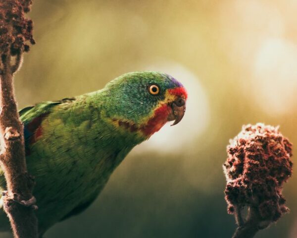Svalparakit på Skansen Foto: Danny Rumman