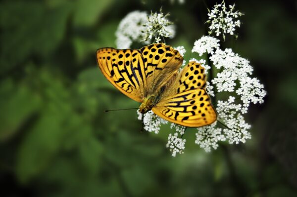 Fjärilsträdgården på Skansen Foto: Marie Andersson
