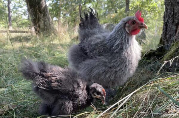 Kindahöns på Skansen