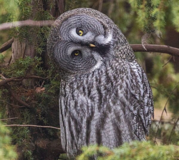 Lappuggla på Skansen Foto: Jonathan Lundkvist