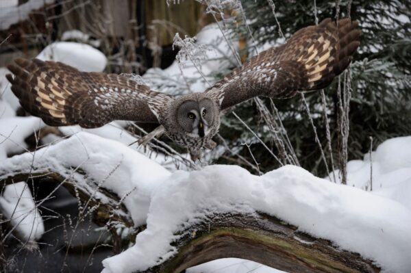 Lappuggla, Skansen Foto: Anders Bouvin