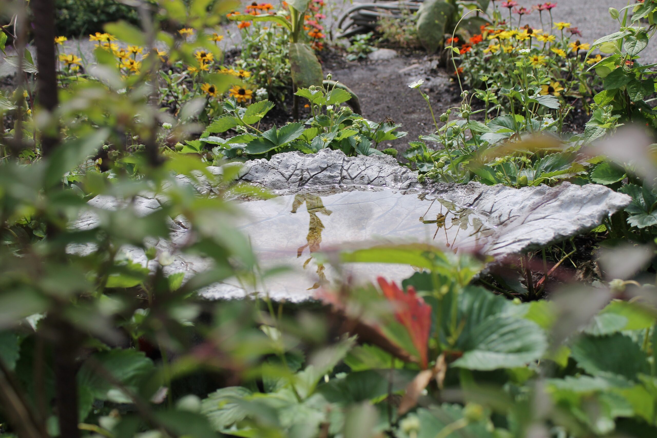 Örtagården på Skansen Foto: Maria Johansson
