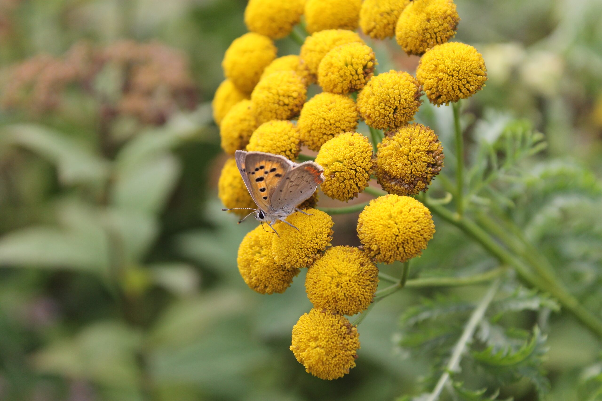 Fjäril, Skansen Foto: Maria Johansson