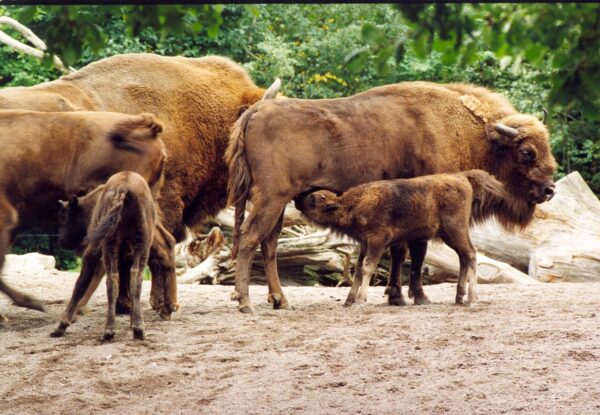 Visent, Skansen Foto: Marie Andersson