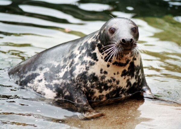 Gråsäl på Skansen Foto: Marie Andersson