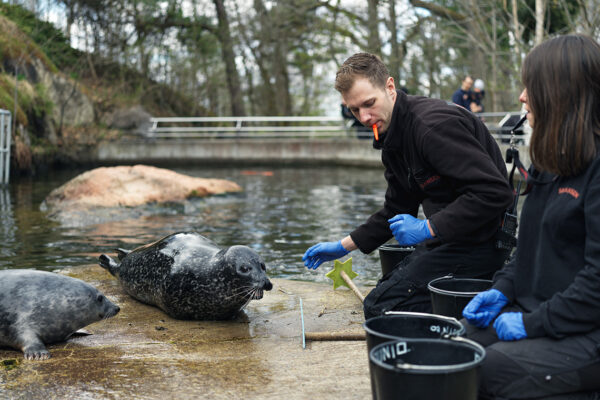 Djurprat om sälarna