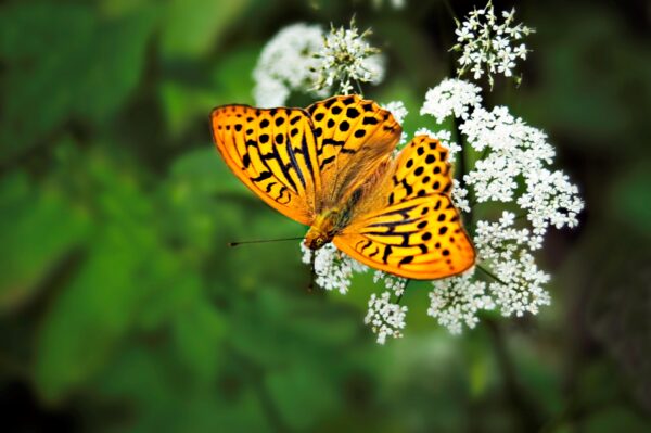 Fjäril på Skansen Foto: Marie Andersson