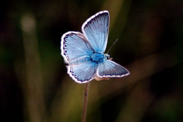 The Butterfly Garden at Skansen