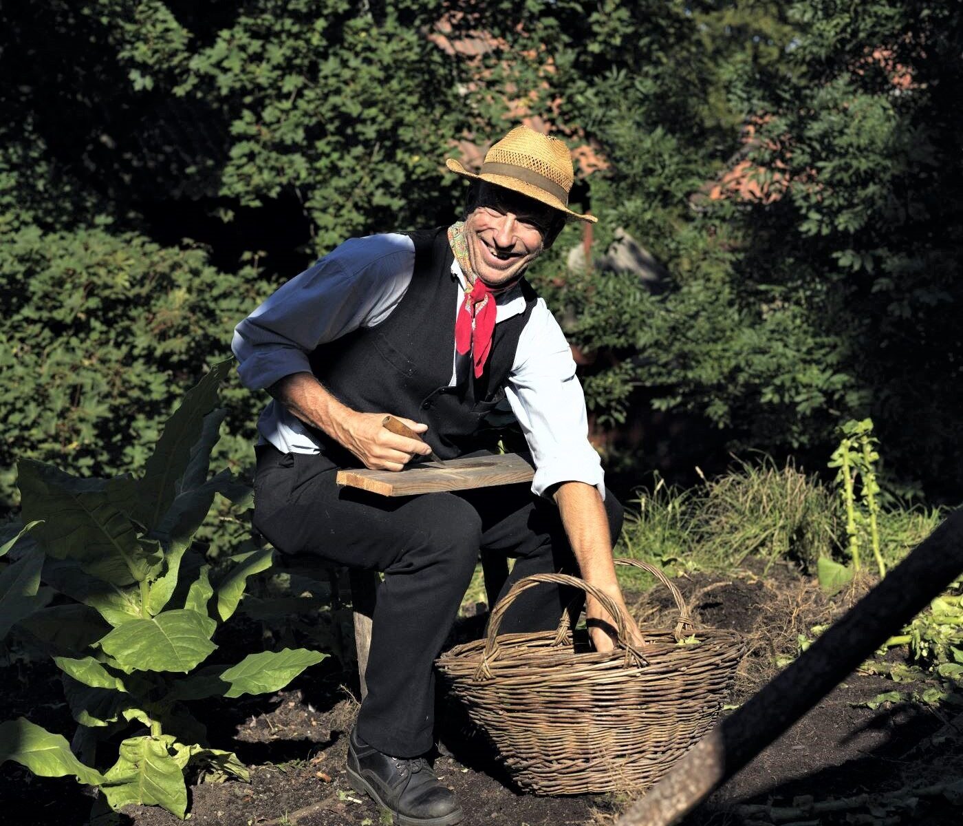 Tobacco growing at Skansen, photo Alex Hinchcliffe