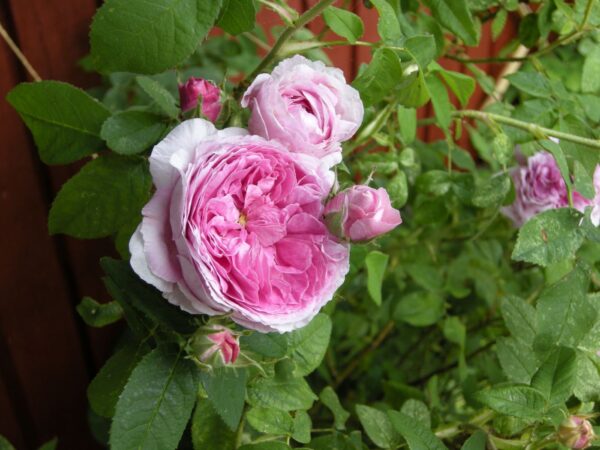 Gloire de France_StockholmsRosen