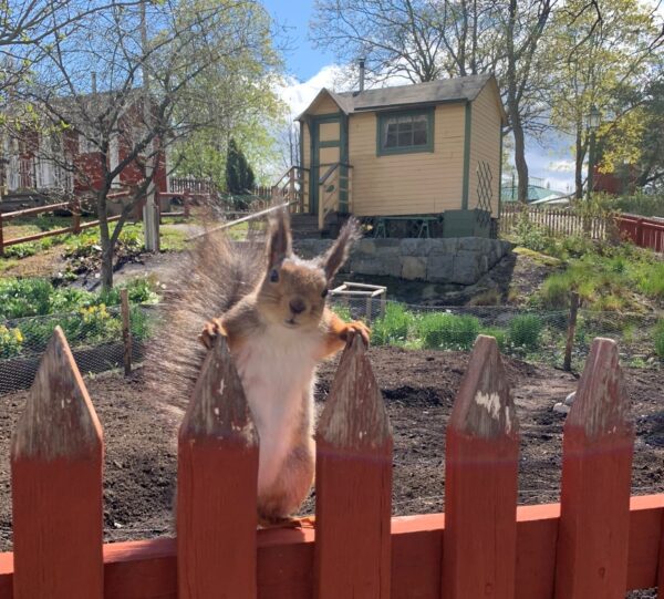 Koloniträdgård på Skansen Foto: Simon Lokko