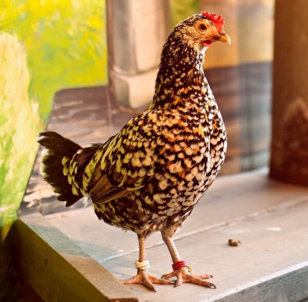 Öländsk dvärghöna på Skansen Foto: Marie Andersson