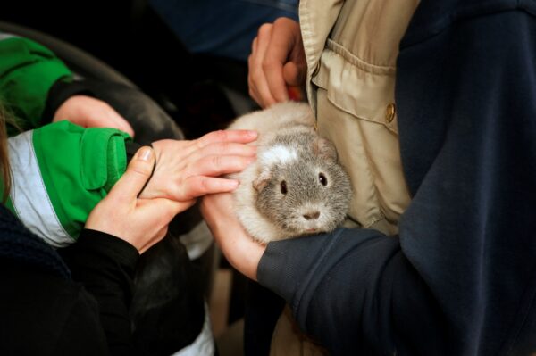 Marsvin på Skansen Foto: Marie Andersson