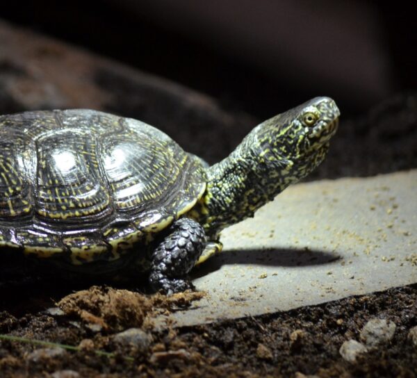 Sköldpadda, Skansen Foto: Emelie Strömfors