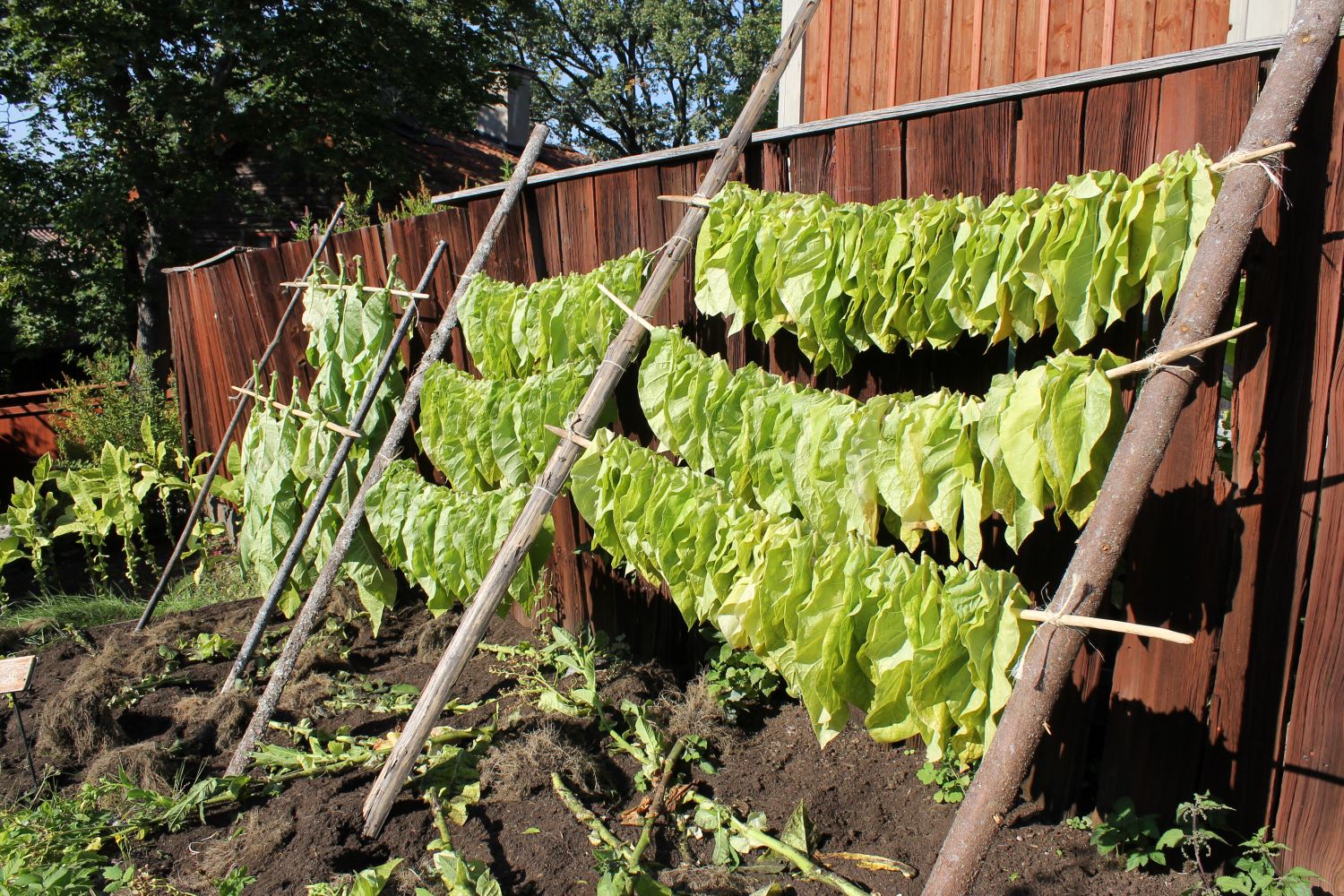 Tobaksskord på Skansen Foto: Emelie Strömfors