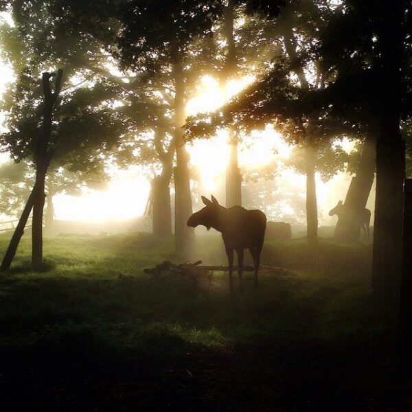 Älg på Skansen Foto: Simon Lokko