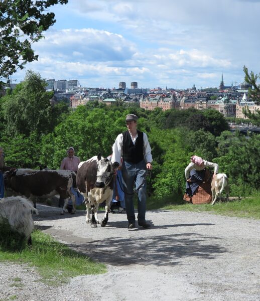 Buföring på Skansen Foto: Maria Johansson