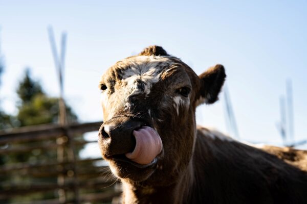 fjällnära ko på Skansen Foto Oskar Ljungqvist