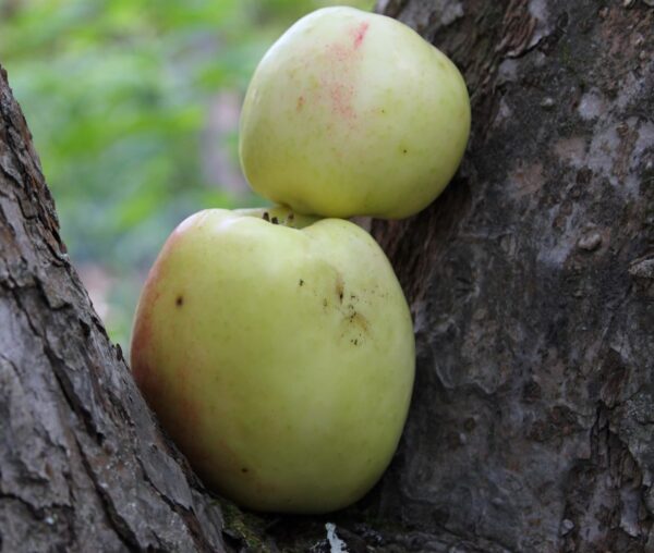 Skogaholm’s apple orchard at Skansen, photo Maria Johansson