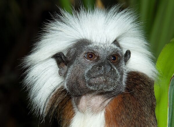 Bomullshuvudtamarin på Skansen-Akvariet Foto: Bo Jonsson