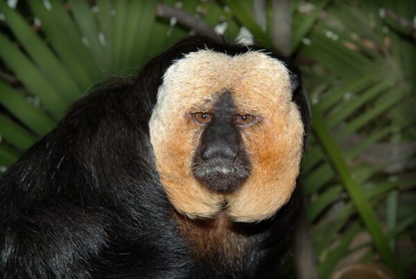 Sakiapa på Skansen Foto: Bo Jonsson