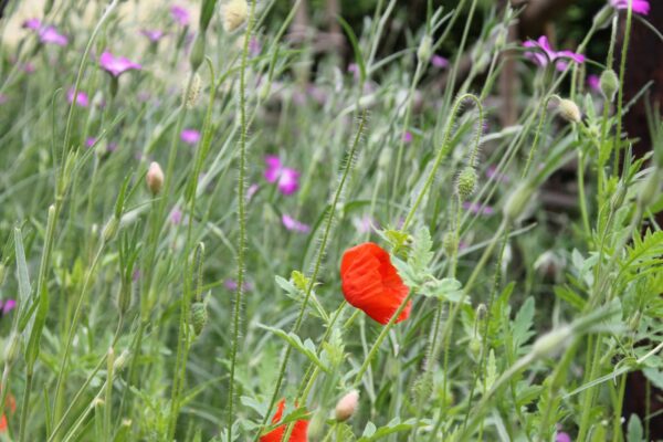 Äng på Skansen Foto: Maria Johansson