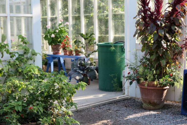 Växthuset på Skansen Foto: Maria Johansson