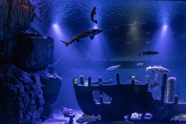 Akvarium i Baltic Sea Science Center Foto: Mark Harris för SLU