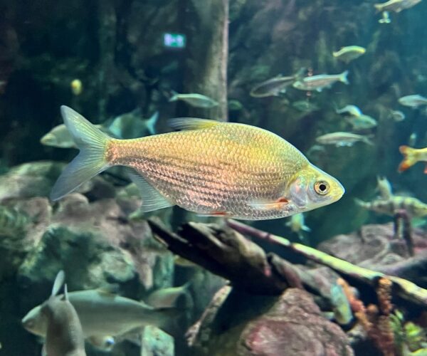 Björkna på Baltic Sea Science Center, Skansen