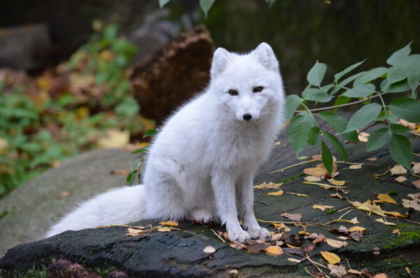 Fjällräv på Skansen, Foto: Linda Törngren