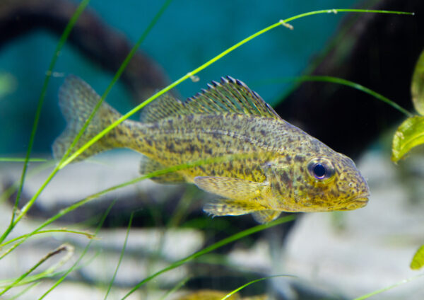 Gärs på Baltic Sea Science Center, Skansen Foto: Jonathan Lundkvist