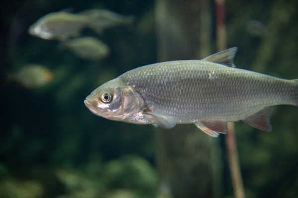 Id på Baltic Sea Science Center, Skansen Foto: Mark Harris för SLU