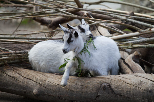Jämtget på Skansen Foto: Jonathan Lundkvist