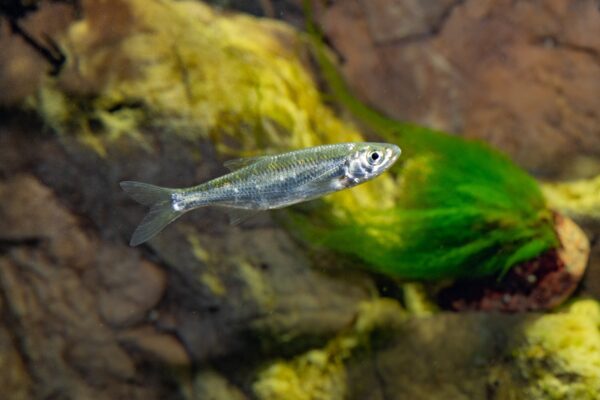 Löja på Baltic Sea Science Center, Skansen Foto: Mark Harris/SLU