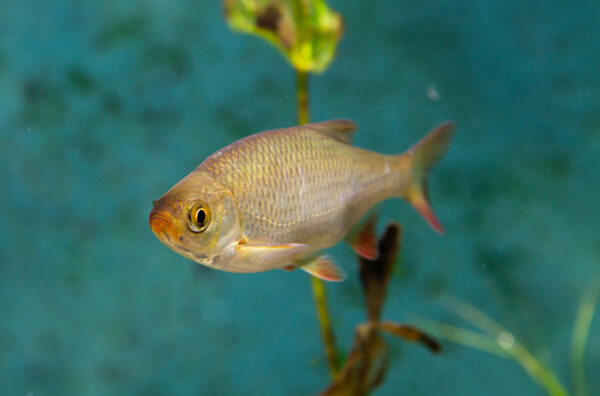 Mört på Baltic Sea Science Center, Skansen
