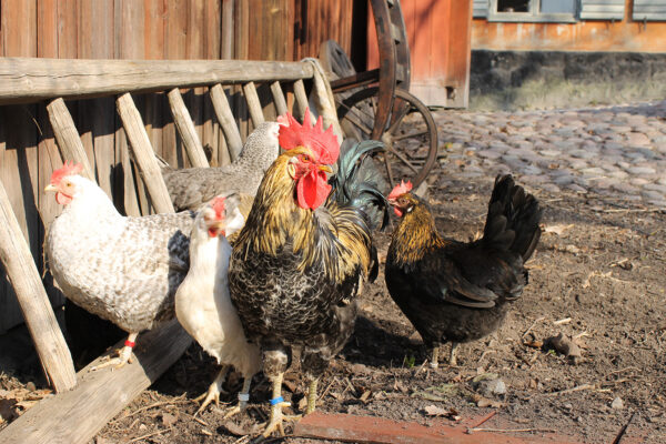 Ölandshöna, Skansen Foto: Maria Johansson