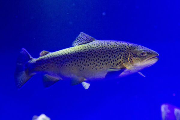 Havsöring på Baltic Sea Science Center, Skansen Foto: Jonathan Lundkvist