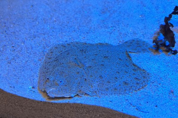 Piggvar på Baltic Sea Science Center, Skansen