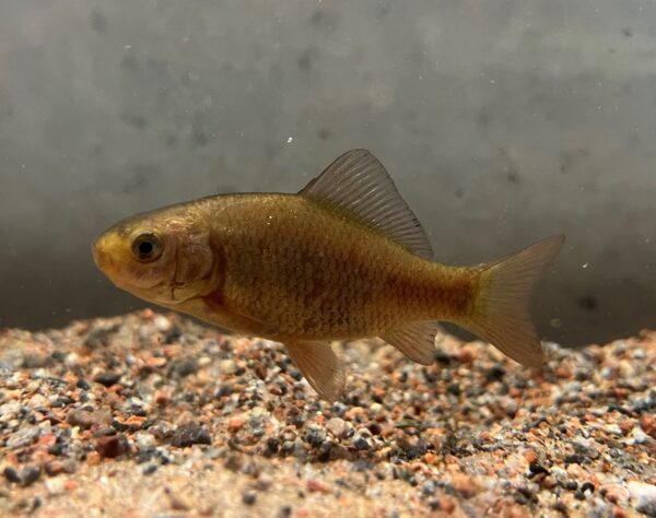 Ruda på Baltic Sea Science Center, Skansen