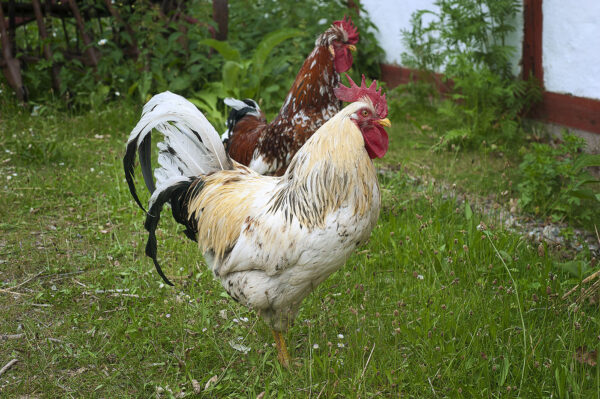 Skånsk blommehöna, Skansen Foto: Marie Andersson